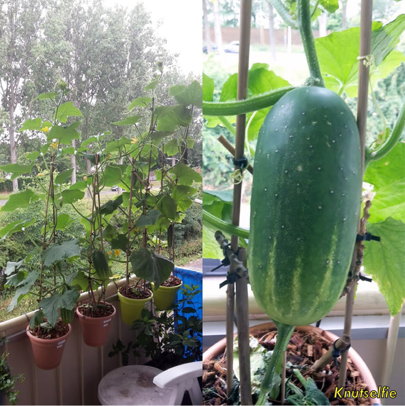 Urban Farming: komkommerplanten op balkon
